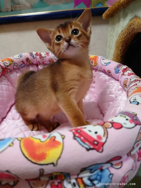 ID：2205-01687の子猫