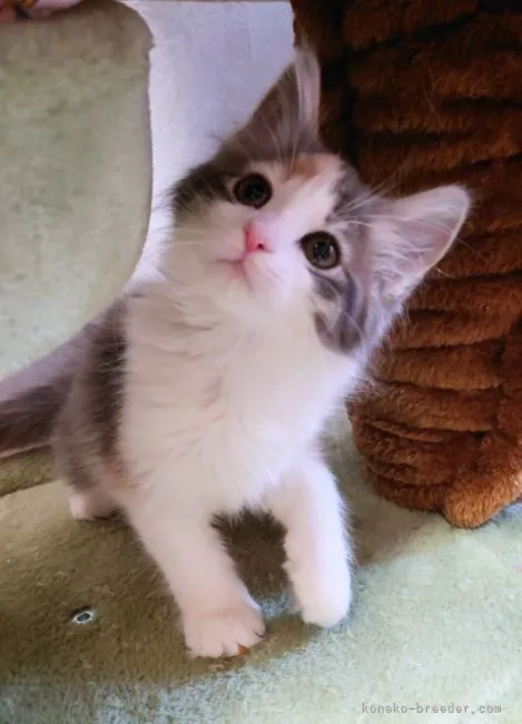 ID：2202-00184の子猫