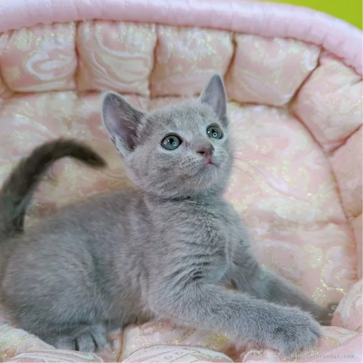 ID：2406-00723の子猫