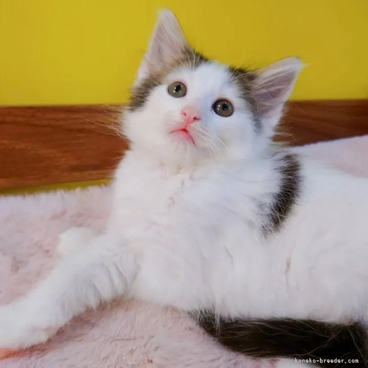 ID：2306-00376の子猫