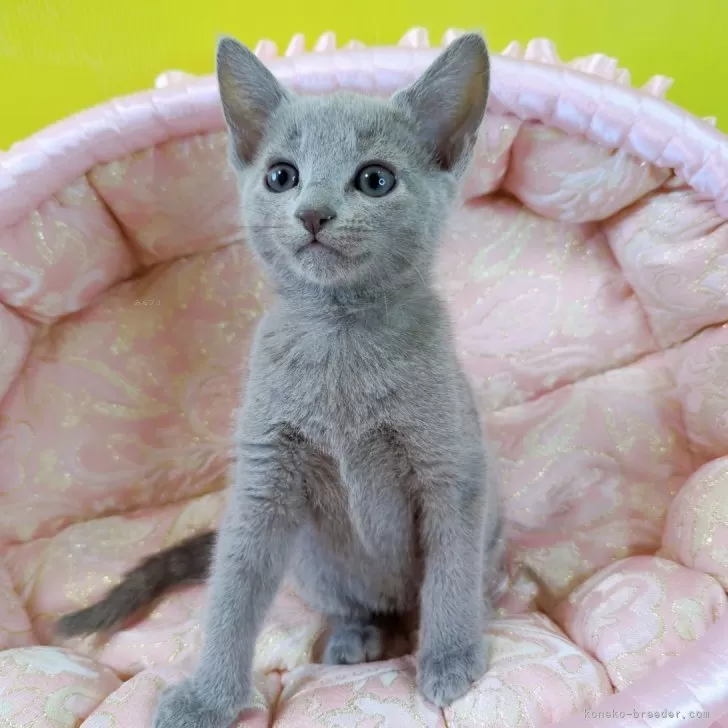 ID:2312-02610の子猫