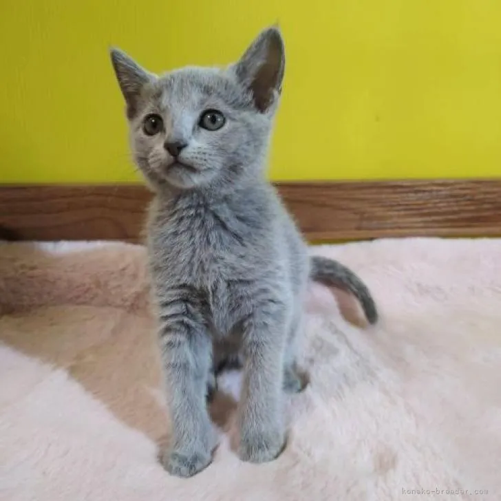 えま 様のお迎えした子猫