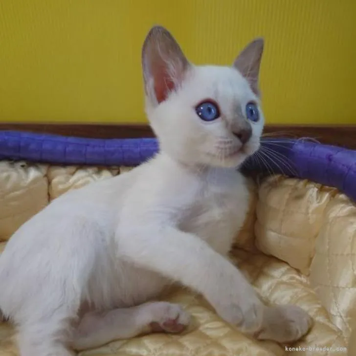 ID：2208-00817の子猫
