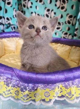 ロシアンブルー【埼玉県・女の子・2022年3月3日・ブルー】の写真「🌸桃の節句生まれの女の子🌸」