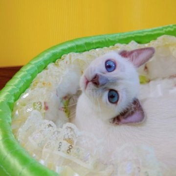 トンキニーズ【埼玉県・女の子・2023年2月28日・プライチ(ライラック)ポイント】の写真「🌻瞳が綺麗な女の子です🌻」