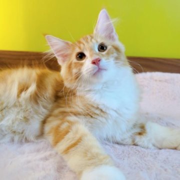 ノルウェージャンフォレストキャット【埼玉県・男の子・2023年4月4日・レッドクラッシックタビー&ホワイト】の写真「✨甘えん坊くん✨」