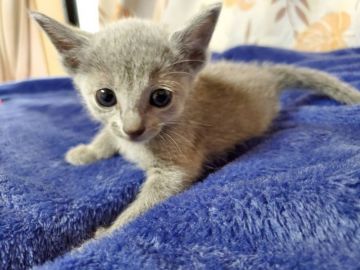 ロシアンブルー【埼玉県・男の子・2019年6月16日・ブルー】の写真「片乗りにゃんこ🐱」