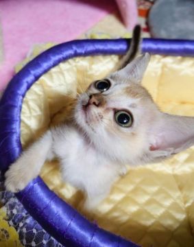 シンガプーラ【埼玉県・女の子・2021年10月16日・セピアアグーティ】の写真「🍒カワイイ女の子🍒」