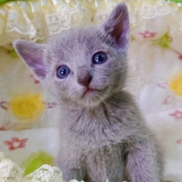 ロシアンブルー【埼玉県・男の子・2023年3月15日・ブルー】の写真「⭐とってもとっても甘えん坊です⭐」