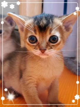 アビシニアン【埼玉県・女の子・2020年4月9日・ルディ】の写真「🌸大きなお目目の女の子🌸」