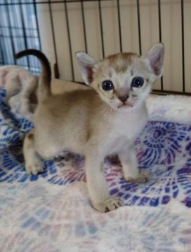 シンガプーラ【埼玉県・男の子・2021年8月29日・セピアアグーティ】の写真「🏵可愛すぎてー🏵」