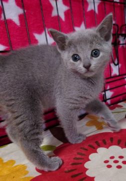 ロシアンブルー【埼玉県・女の子・2021年10月7日・ブルー】の写真「🍒かわい子ちゃん🍒」