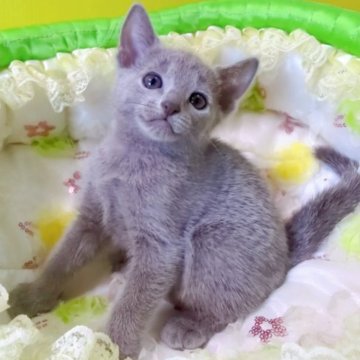 ロシアンブルー【埼玉県・女の子・2023年7月11日・ブルー】の写真「🌷カワイ子ちゃん🌷」