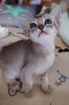 シンガプーラ【埼玉県・男の子・2021年9月10日・セピアアグーティ】の写真「☀可愛い甘えん坊くん☀」