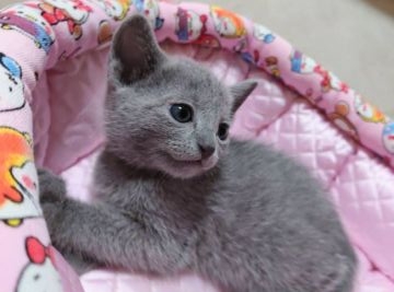 ロシアンブルー【埼玉県・男の子・2022年3月10日・ブルー】の写真「🌟甘えん坊くん🌟」