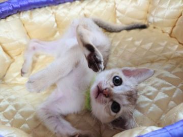 シンガプーラ【埼玉県・男の子・2021年10月10日・セピアアグーティ】の写真「🌟人懐っこい男の子🌟」