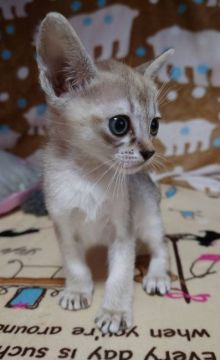 シンガプーラ【埼玉県・男の子・2021年9月10日・セピアアグーティ】の写真「🏵カワイイ男の子🏵」