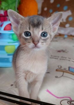 アビシニアン【埼玉県・男の子・2021年9月29日・ブルー】の写真「✨イケメンにゃん✨」