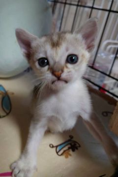 シンガプーラ【埼玉県・女の子・2021年9月10日・セピアアグーティ】の写真「🍒かわい子ちゃん🍒」