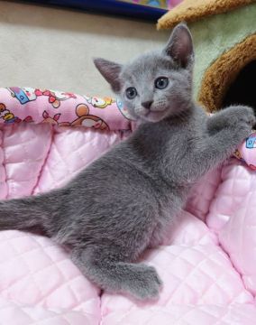 ロシアンブルー【埼玉県・男の子・2022年4月18日・ブルー】の写真「🌟甘々くん🌟」