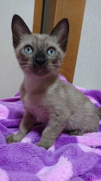 トンキニーズ【埼玉県・男の子・2018年7月15日・ナチュラルソリッド】の写真「ちょー甘えん坊くん(’-’*)♪」