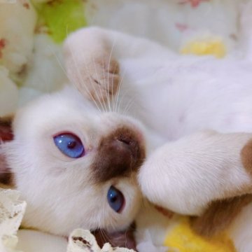 トンキニーズ【埼玉県・女の子・2022年12月30日・シャンパン(チョコレート)ポイント】の写真「🌸楽しい女の子🌸」