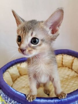 アビシニアン【埼玉県・男の子・2021年3月21日・ブルー】の写真「🎵元気はつらつ🎵」