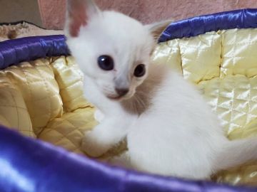 トンキニーズ【埼玉県・男の子・2021年3月22日・プラチナポイント】の写真「👀良く食べます👀」