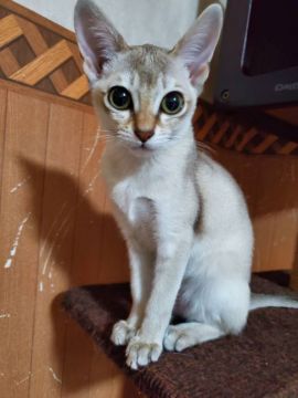 シンガプーラ【埼玉県・女の子・2019年9月11日・セピアアグーティ】の写真「🌟お目目が大きな女の子🌟」