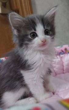 ノルウェージャンフォレストキャット【埼玉県・女の子・2021年9月20日・ブルータビー&ホワイト】の写真「💕ほんわかちゃん💕」