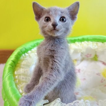 ロシアンブルー【埼玉県・男の子・2023年5月27日・ブルー】の写真「🍀人懐っこい男の子🍀」