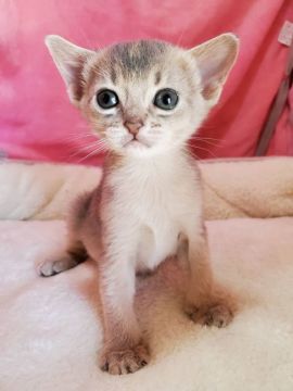 アビシニアン【埼玉県・女の子・2020年4月9日・ブルー】の写真「🌟綺麗な顔立ちの女の子です🌟」