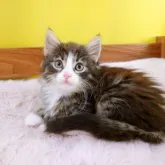 ノルウェージャンフォレストキャット【埼玉県・女の子・2023年5月13日・ブラウンマッカレルタビー&ホワイト】の写真1「こんにちは(⁠ ⁠◜⁠‿⁠◝⁠ ⁠)⁠♡」