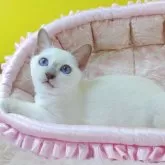 トンキニーズ【埼玉県・男の子・2024年7月20日・】の写真1「こんにちは😃」