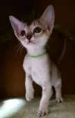 シンガプーラ【埼玉県・男の子・2022年1月3日・】の写真1「こんにちは(｡･ω･｡)ﾉ♡」