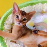 アビシニアン【埼玉県・男の子・2023年1月25日・ルディ】の写真1「こんにちは｡⁠◕⁠‿⁠◕⁠｡」