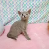 ロシアンブルー【埼玉県・男の子・2024年3月8日・ブルー】の写真1「こんにちは☀」