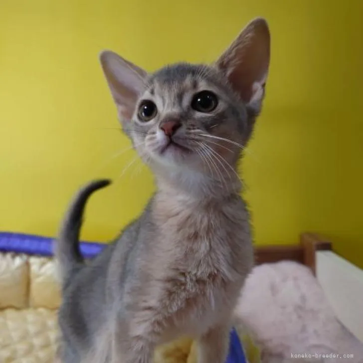 ID：2208-00543の子猫