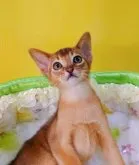 アビシニアン【埼玉県・男の子・2023年1月25日・ルディ】の写真2「僕は甘えん坊ですよ🥰」