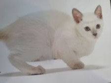 トンキニーズ【・女の子・2019年9月14日・プラチナポイント】