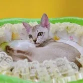シンガプーラ【埼玉県・男の子・2023年3月3日・セピアアグーティ】の写真2「遊び好きですよ😸」