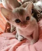 シンガプーラ【埼玉県・男の子・2020年9月8日・】の写真2「この可愛さにうっとり😊💕」