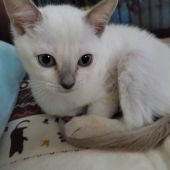 トンキニーズ【・女の子・2019年9月14日・プラチナポイント】