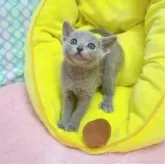 ロシアンブルー【埼玉県・男の子・2024年3月8日・ブルー】の写真3「ドライフードも食べれますよー🥰」