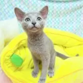 ロシアンブルー【埼玉県・女の子・2024年3月8日・ブルー】の写真3「肩乗り猫ちゃんです(⁠*⁠＾⁠3⁠＾⁠)⁠/⁠～⁠♡」