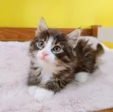 ノルウェージャンフォレストキャット【埼玉県・女の子・2023年5月13日・ブラウンマッカレルタビー&ホワイト】の写真3「手足のソックスがかわいいでしょ🥰」