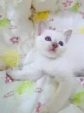トンキニーズ【埼玉県・男の子・2023年7月9日・プラチナ(ライラック)ポイント】の写真4