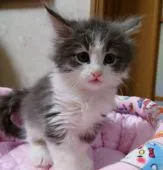 ノルウェージャンフォレストキャット【埼玉県・男の子・2021年12月23日・ブルータビー&ホワイト】の写真4「実物の方が可愛いです😹」