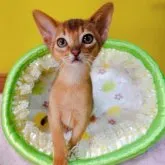 アビシニアン【埼玉県・男の子・2023年1月25日・ルディ】の写真4「いつもご機嫌なボクです(⁠灬⁠º⁠‿⁠º⁠灬⁠)⁠♡」