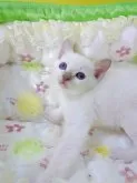 トンキニーズ【埼玉県・男の子・2023年7月9日・プラチナ(ライラック)ポイント】の写真5